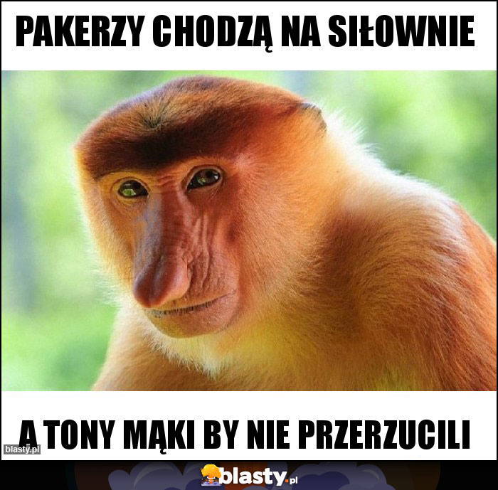 pakerzy chodzą na siłownie pakerzy chodzą na siłownie