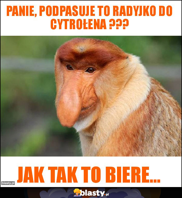 Panie, podpasuje to radyjko do cytrołena ??? Panie, podpasuje to radyjko do cytrołena ???