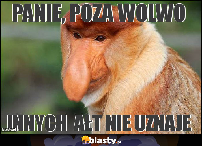 PANIE, POZA WOLWO PANIE, POZA WOLWO