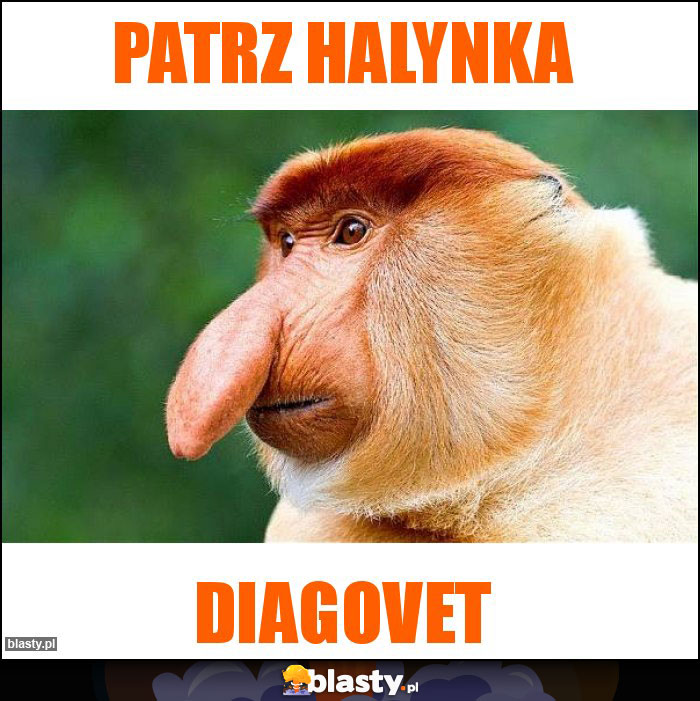 PATRZ HALYNKA PATRZ HALYNKA