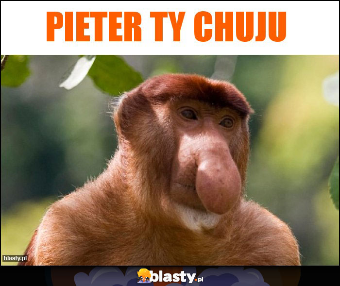 Pieter ty chuju Pieter ty chuju