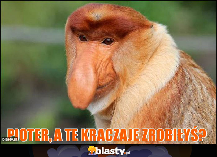 Pjoter, a te kraczaje zrobiłyś? Pjoter, a te kraczaje zrobiłyś?
