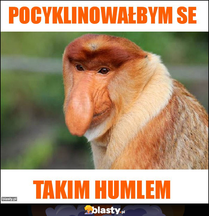 pocyklinowałbym se pocyklinowałbym se