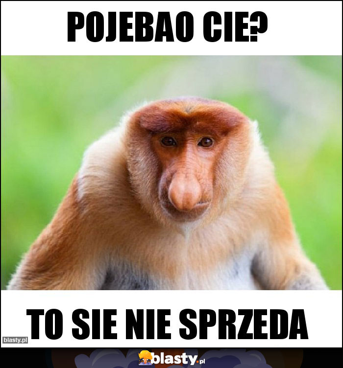 Pojebao cie? Pojebao cie?