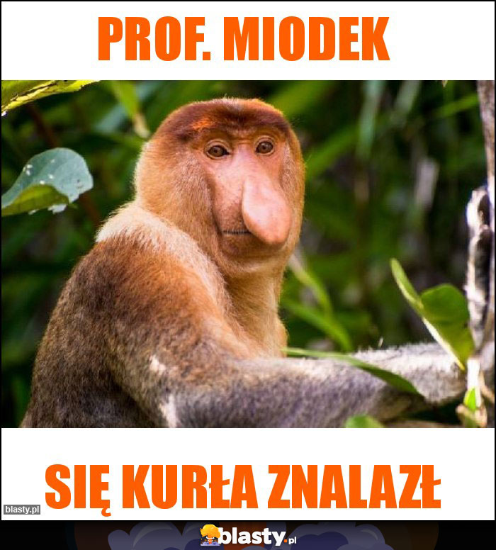 Prof. Miodek Prof. Miodek