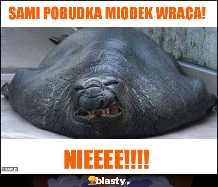 SAMI Pobudka Miodek wraca! SAMI Pobudka Miodek wraca!