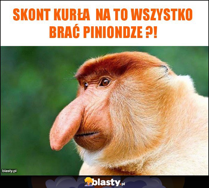 skont kurła na to wszystko brać piniondze ?! skont kurła na to wszystko brać piniondze ?!