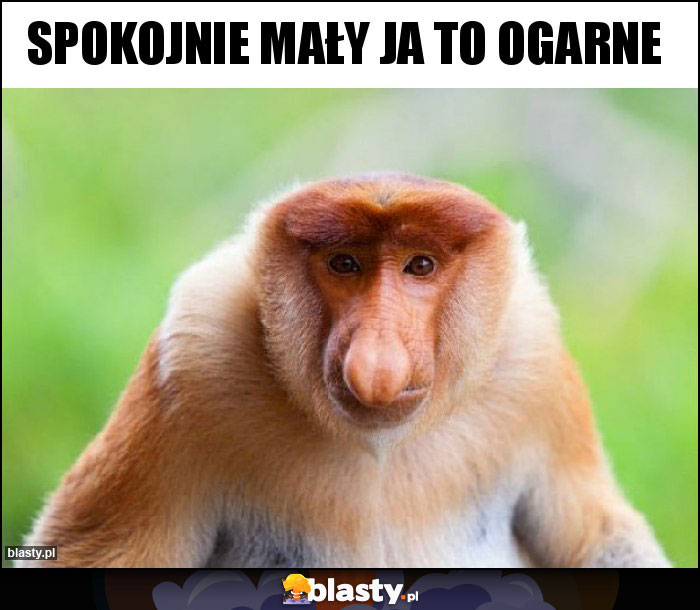 Spokojnie mały ja to ogarne Spokojnie mały ja to ogarne