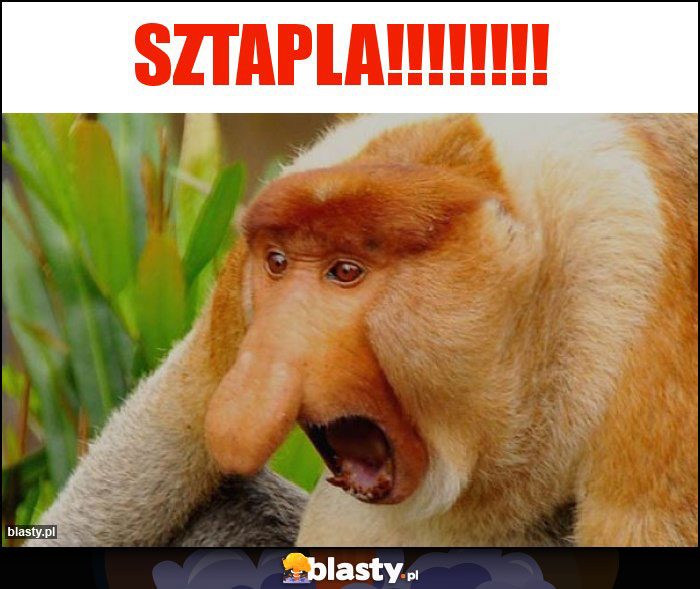 Sztapla!!!!!!!! Sztapla!!!!!!!!