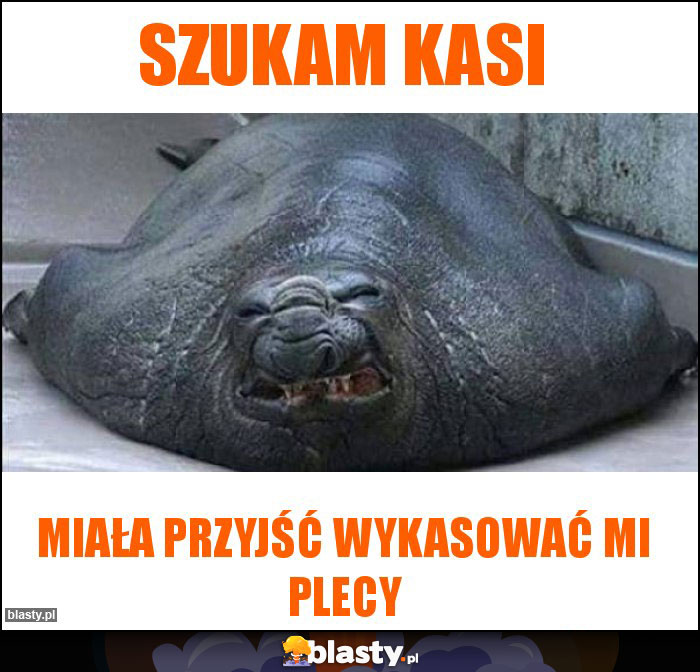 Szukam kasi Szukam kasi