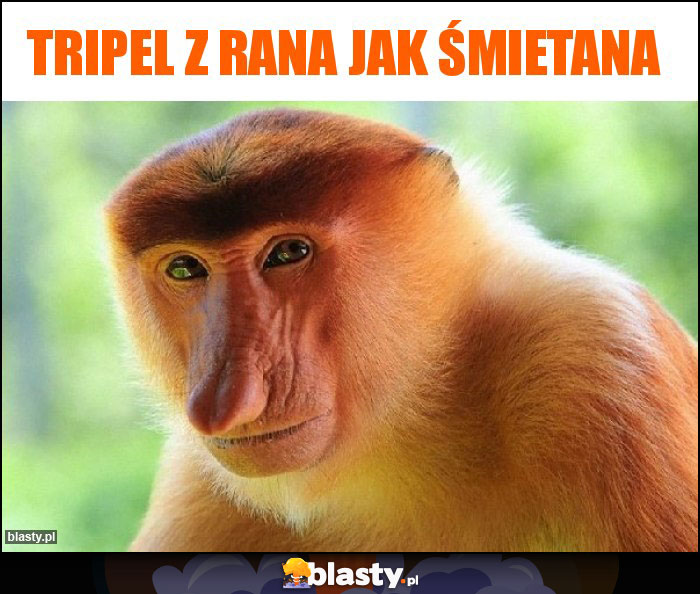 Tripel z rana jak śmietana Tripel z rana jak śmietana