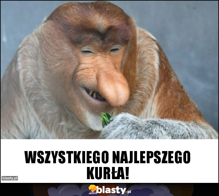 Wszystkiego najlepszego kurła! Wszystkiego najlepszego kurła!