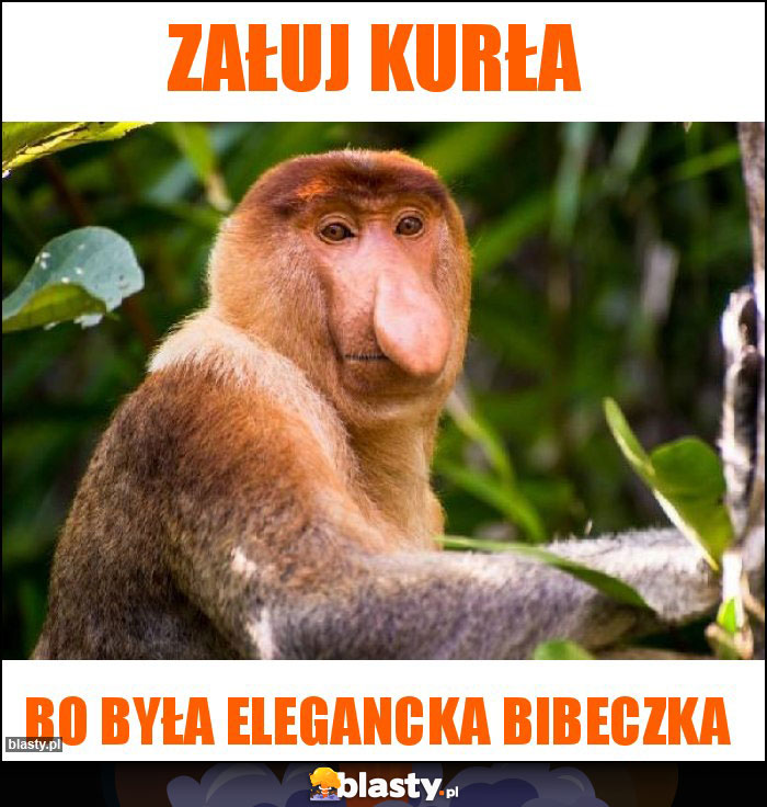 załuj kurła