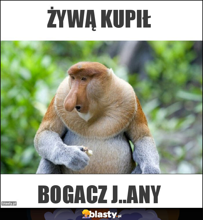 żywą kupił żywą kupił