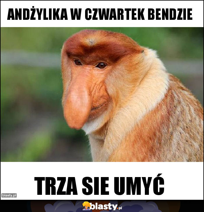 Andżylika w czwartek bendzie Andżylika w czwartek bendzie