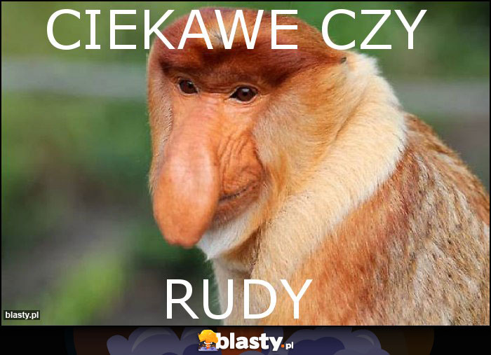 ciekawe czy ciekawe czy