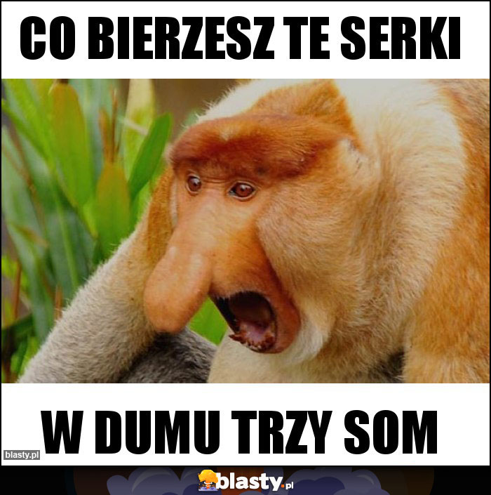 Co bierzesz te serki Co bierzesz te serki