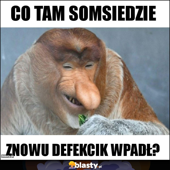 Co tam somsiedzie