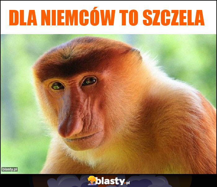 DLA NIEMCÓW TO SZCZELA DLA NIEMCÓW TO SZCZELA
