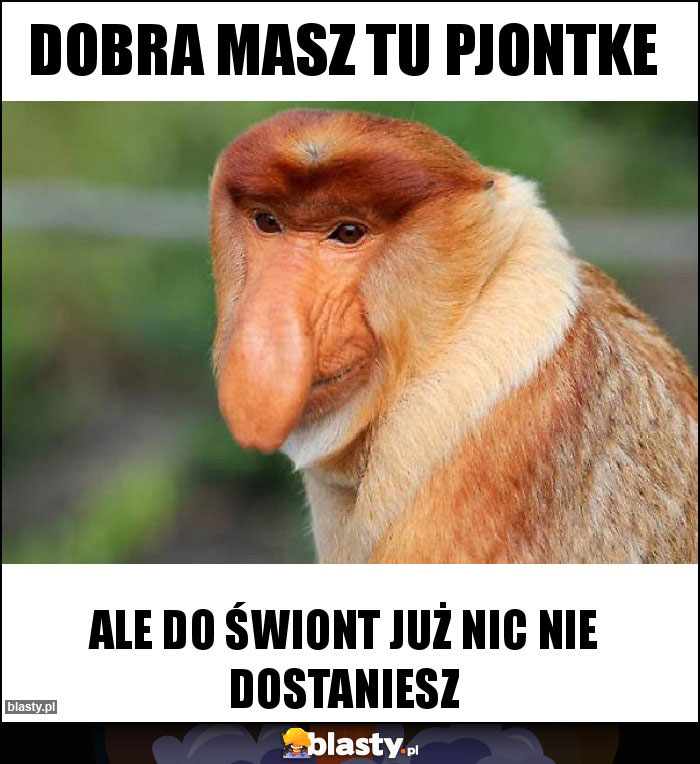 Dobra masz tu pjontke Dobra masz tu pjontke