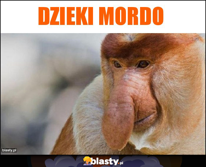 Dzieki Mordo Dzieki Mordo