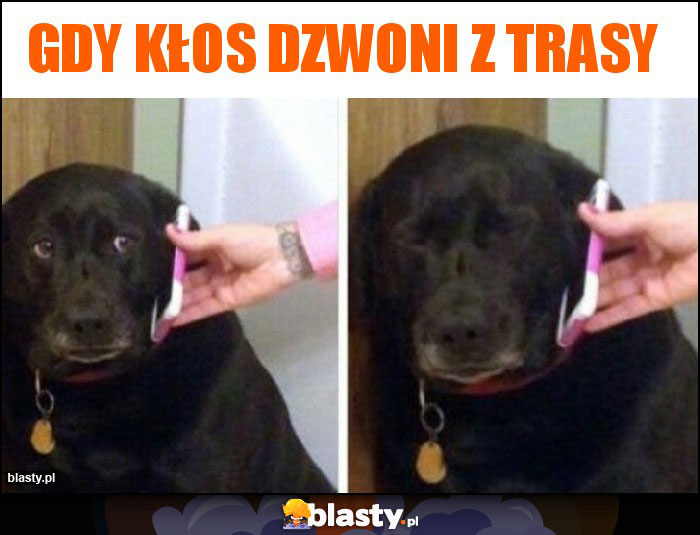 gdy kłos dzwoni z trasy gdy kłos dzwoni z trasy