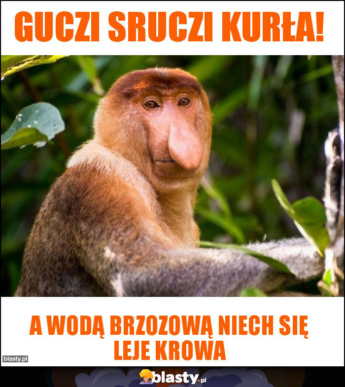Guczi sruczi Kurła! Guczi sruczi Kurła!