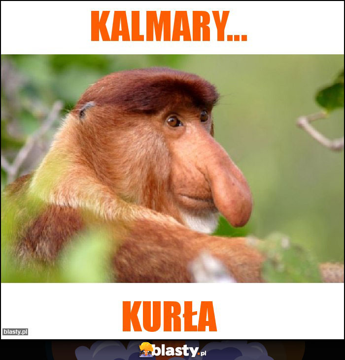 Kalmary... Kalmary...