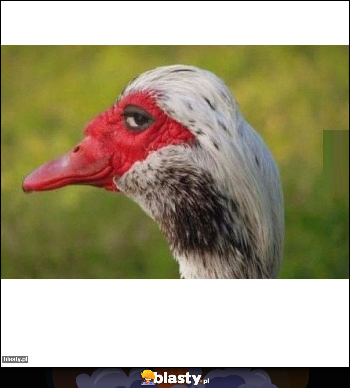 Kiedy widzisz jak krystyna Kiedy widzisz jak krystyna