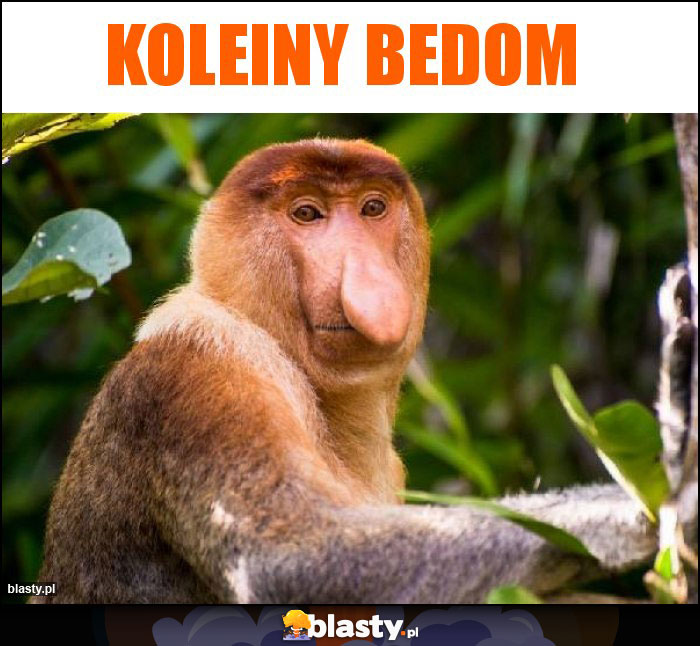 Koleiny bedom Koleiny bedom