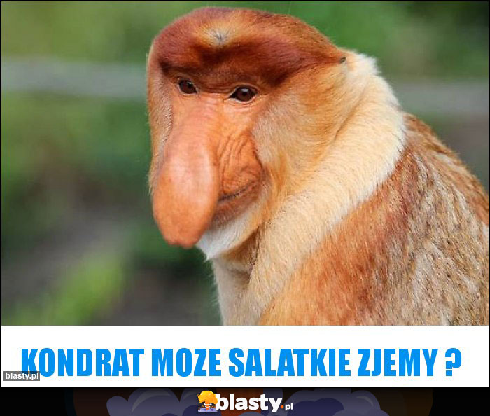 Kondrat moze salatkie zjemy ? Kondrat moze salatkie zjemy ?
