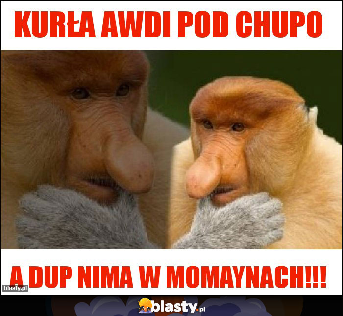 Kurła awdi pod chupo Kurła awdi pod chupo