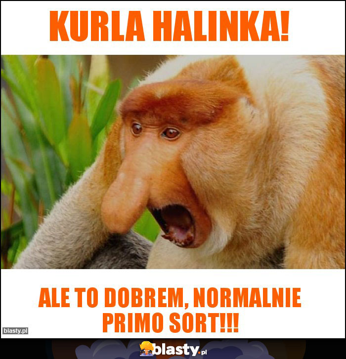 Kurla Halinka! Kurla Halinka!