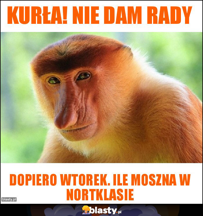 Kurła! Nie Dam rady Kurła! Nie Dam rady