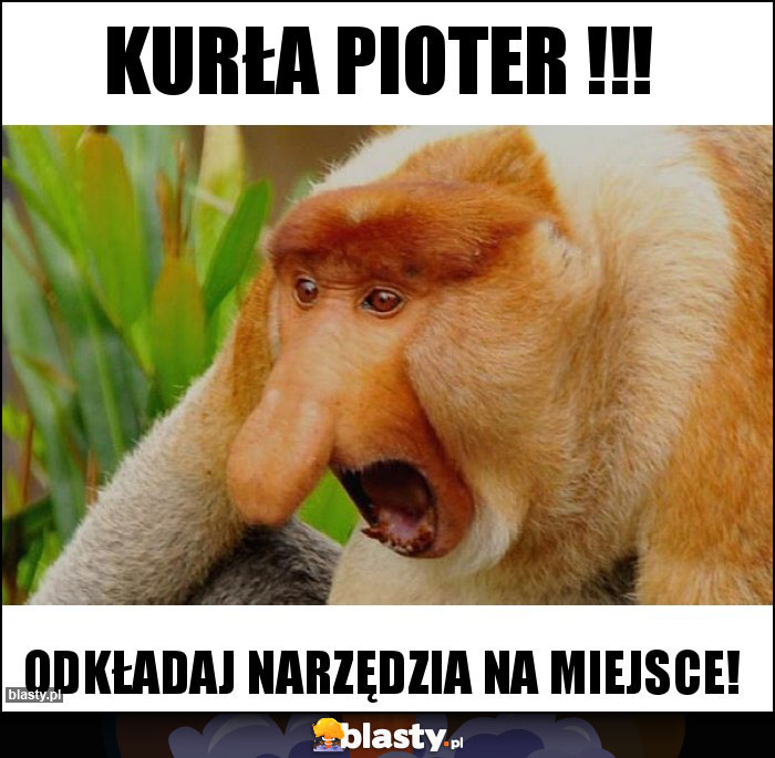 Kurła pioter !!! Kurła pioter !!!