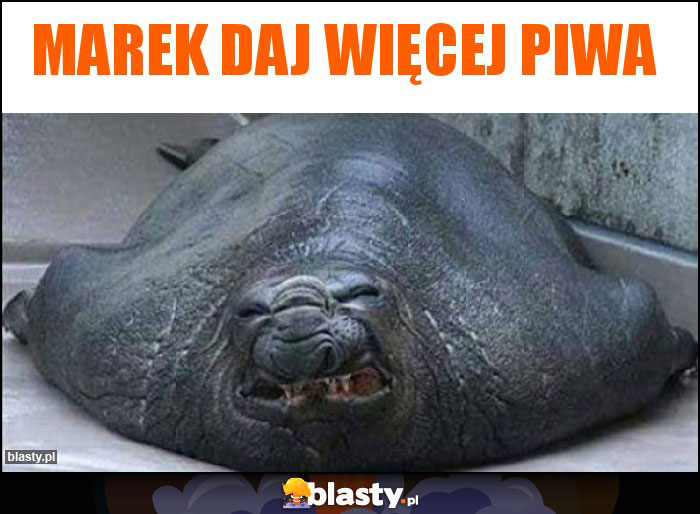 marek daj więcej piwa marek daj więcej piwa