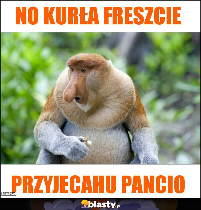 NO KURŁA FRESZCIE NO KURŁA FRESZCIE