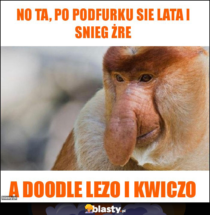 No ta, po podfurku sie lata i snieg żre No ta, po podfurku sie lata i snieg żre