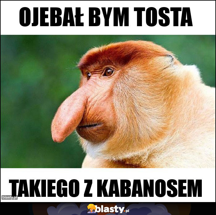 Ojebał bym tosta Ojebał bym tosta