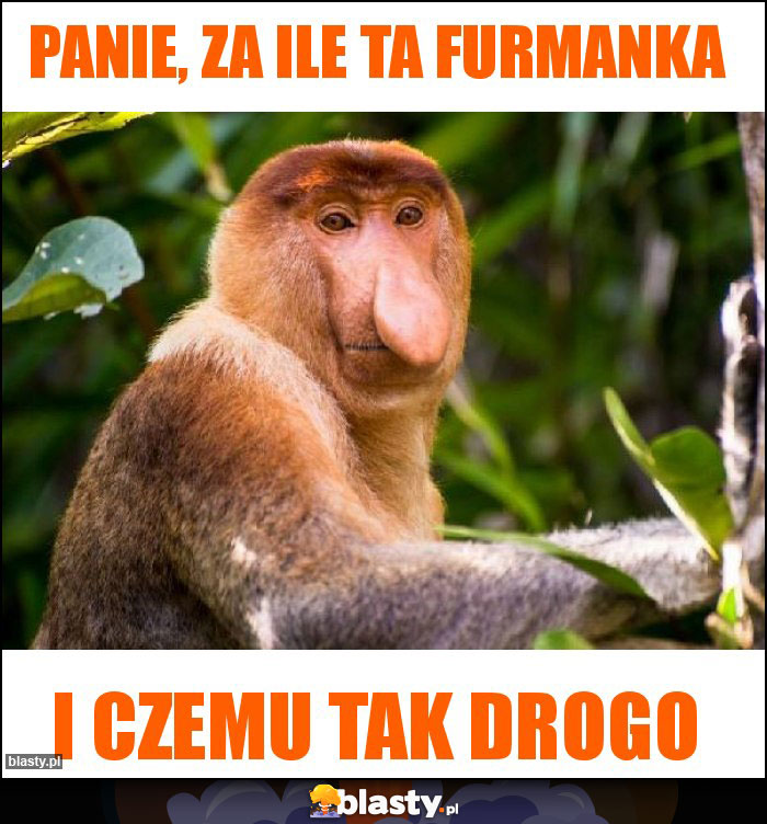 Panie, za ile ta furmanka Panie, za ile ta furmanka