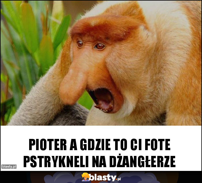 Pioter a gdzie to ci fote pstrykneli na dżangłerze Pioter a gdzie to ci fote pstrykneli na dżangłerze