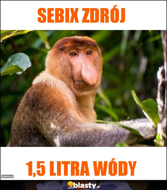 SEBIX ZDRÓJ SEBIX ZDRÓJ