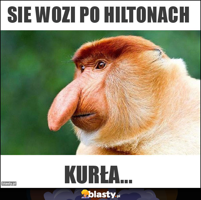 Sie wozi po hiltonach Sie wozi po hiltonach