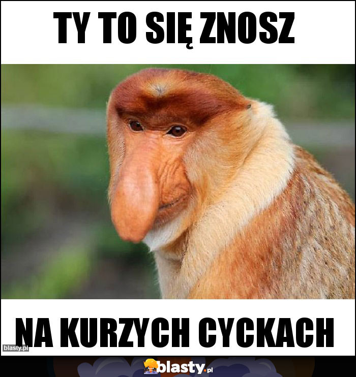 TY TO SIĘ ZNOSZ TY TO SIĘ ZNOSZ
