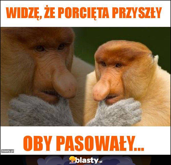 Widzę, że porcięta przyszły Widzę, że porcięta przyszły