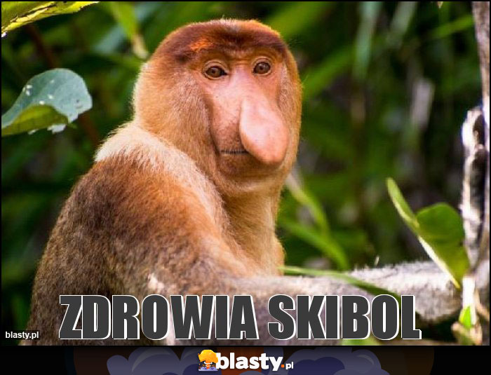 zdrowia skibol zdrowia skibol