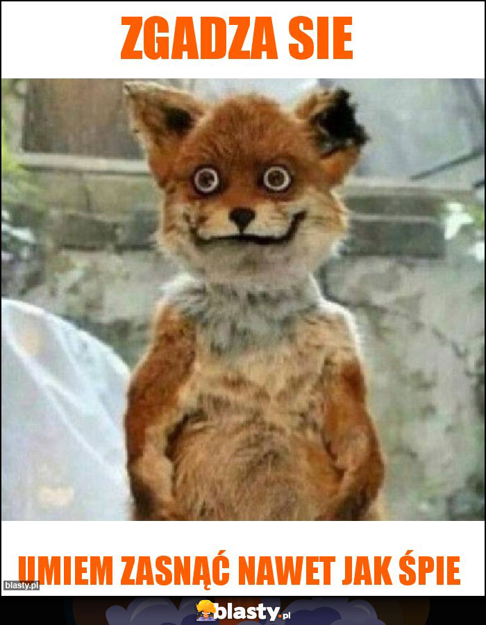 zgadza sie zgadza sie