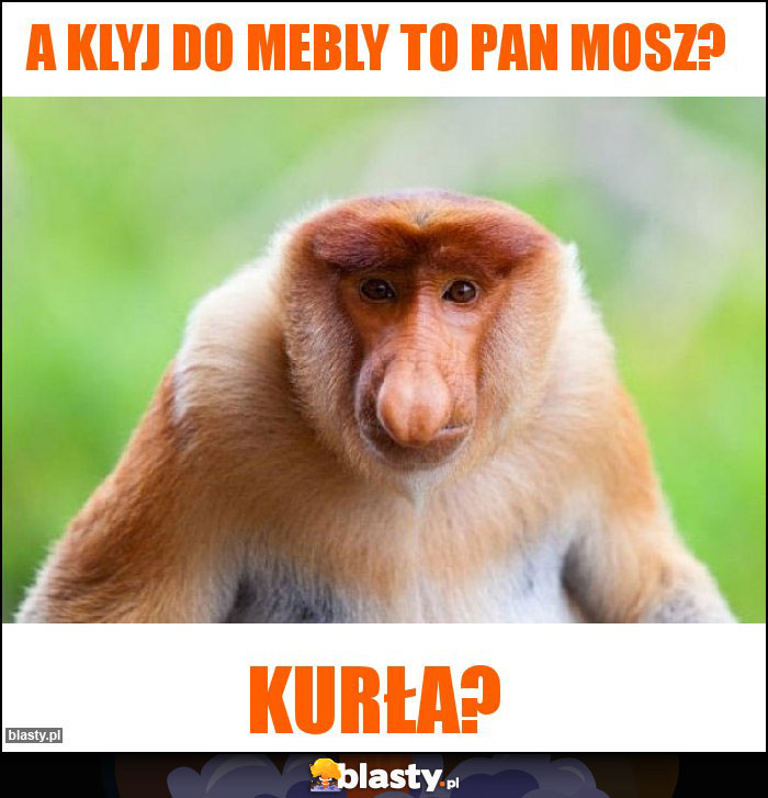 a klyj do mebly to pan mosz? a klyj do mebly to pan mosz?