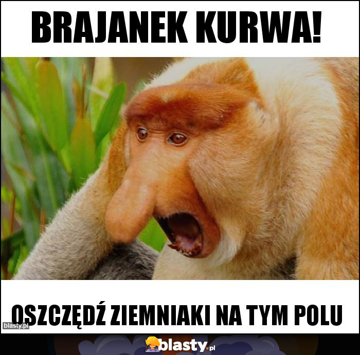 Brajanek kurwa! Brajanek kurwa!