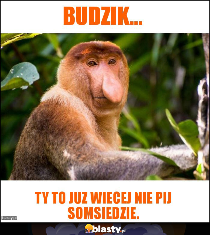 Budzik...